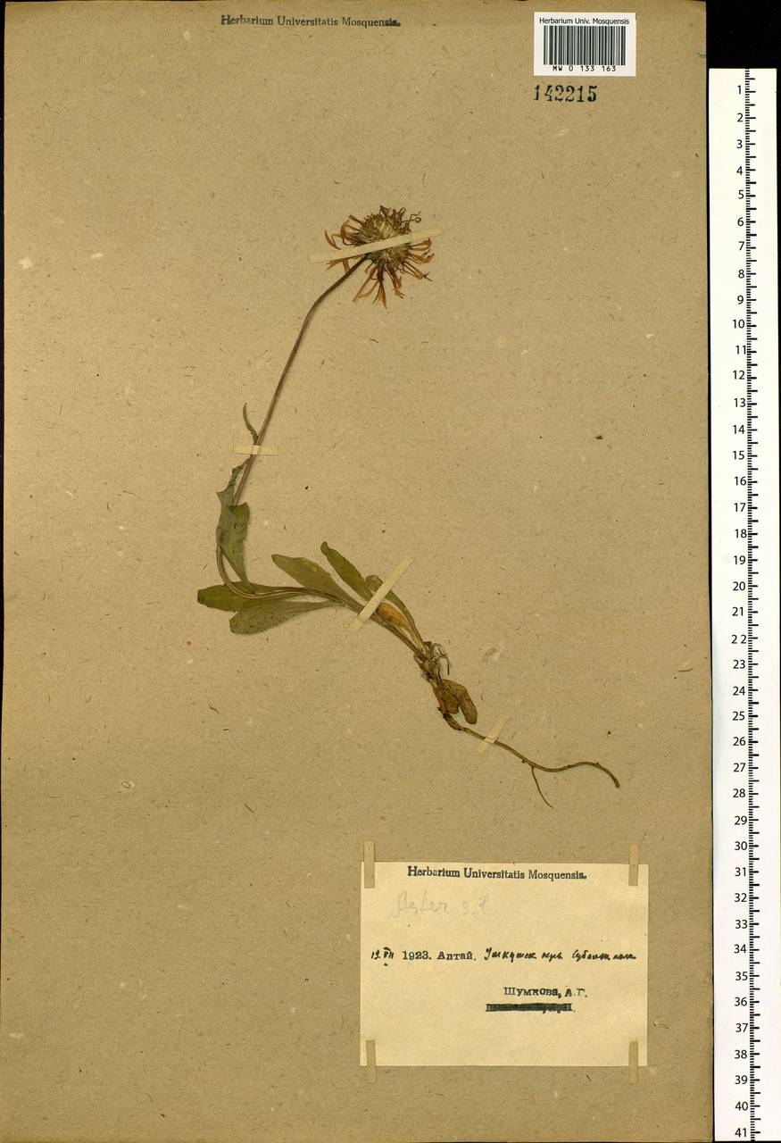 Aster, Siberia, Western (Kazakhstan) Altai Mountains (S2a) (Kazakhstan)