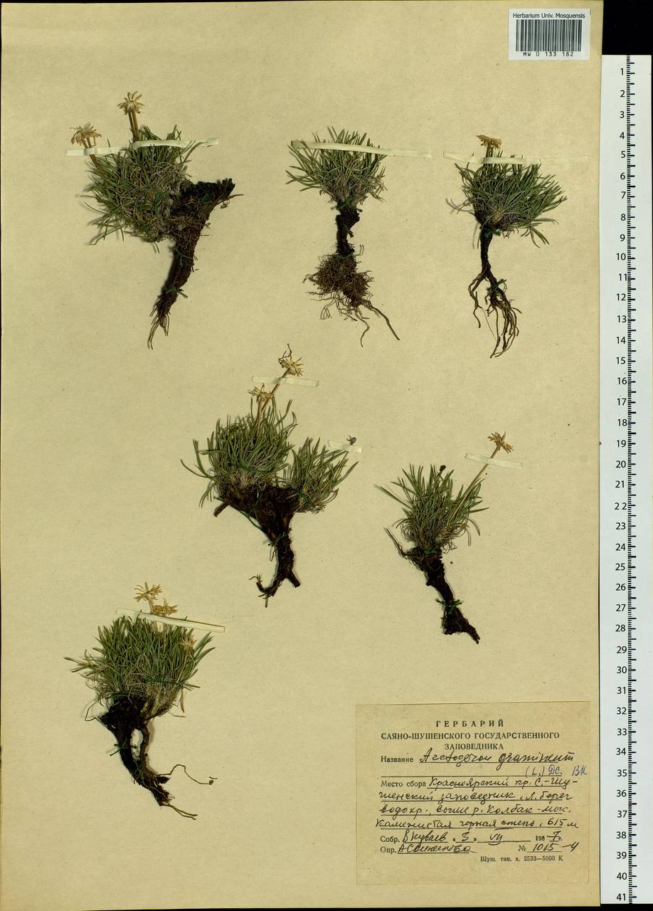 Arctogeron gramineum (L.) DC., Siberia, Altai & Sayany Mountains (S2) (Russia)