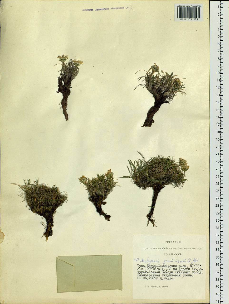 Arctogeron gramineum (L.) DC., Siberia, Altai & Sayany Mountains (S2) (Russia)