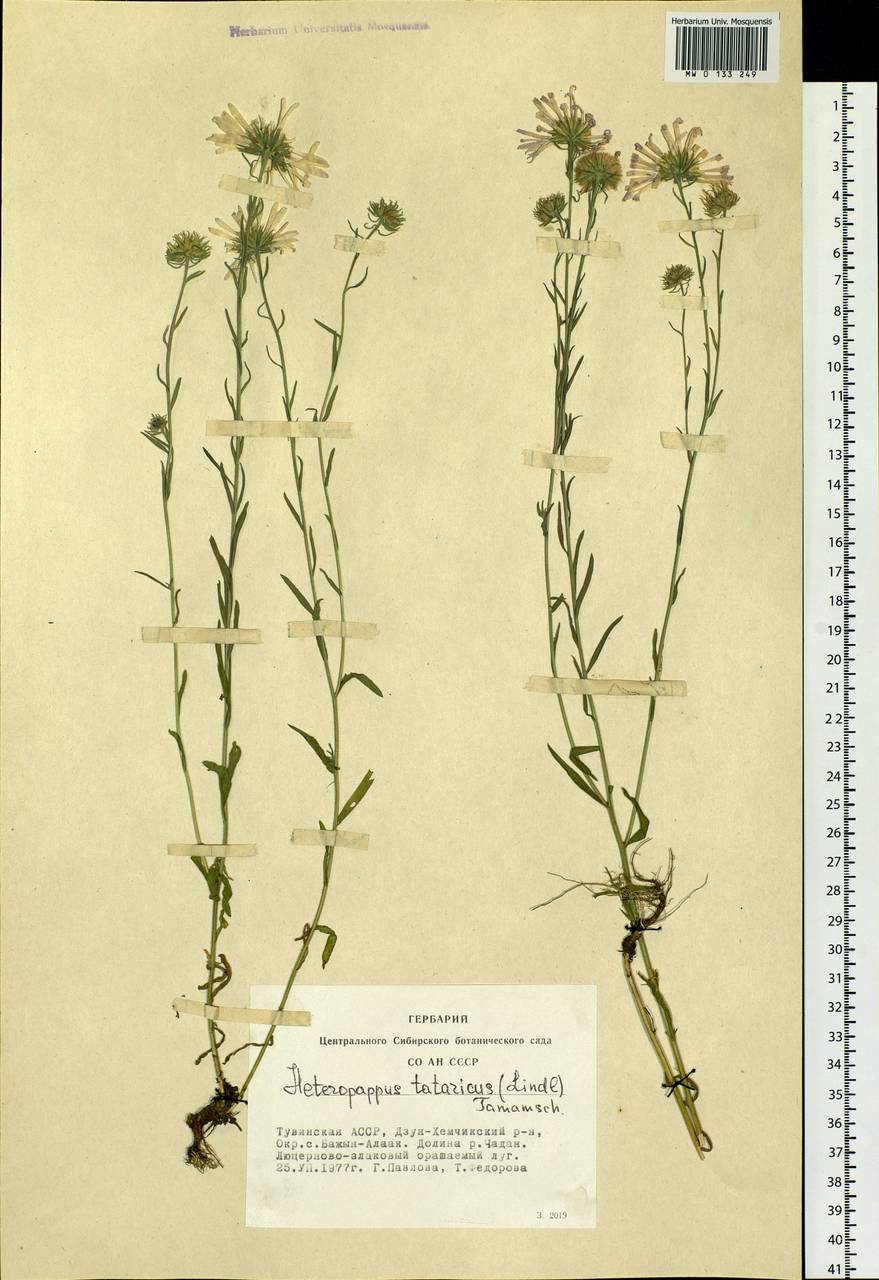 Heteropappus biennis (Ledeb.) Tamamsch. ex Grubov, Siberia, Altai & Sayany Mountains (S2) (Russia)