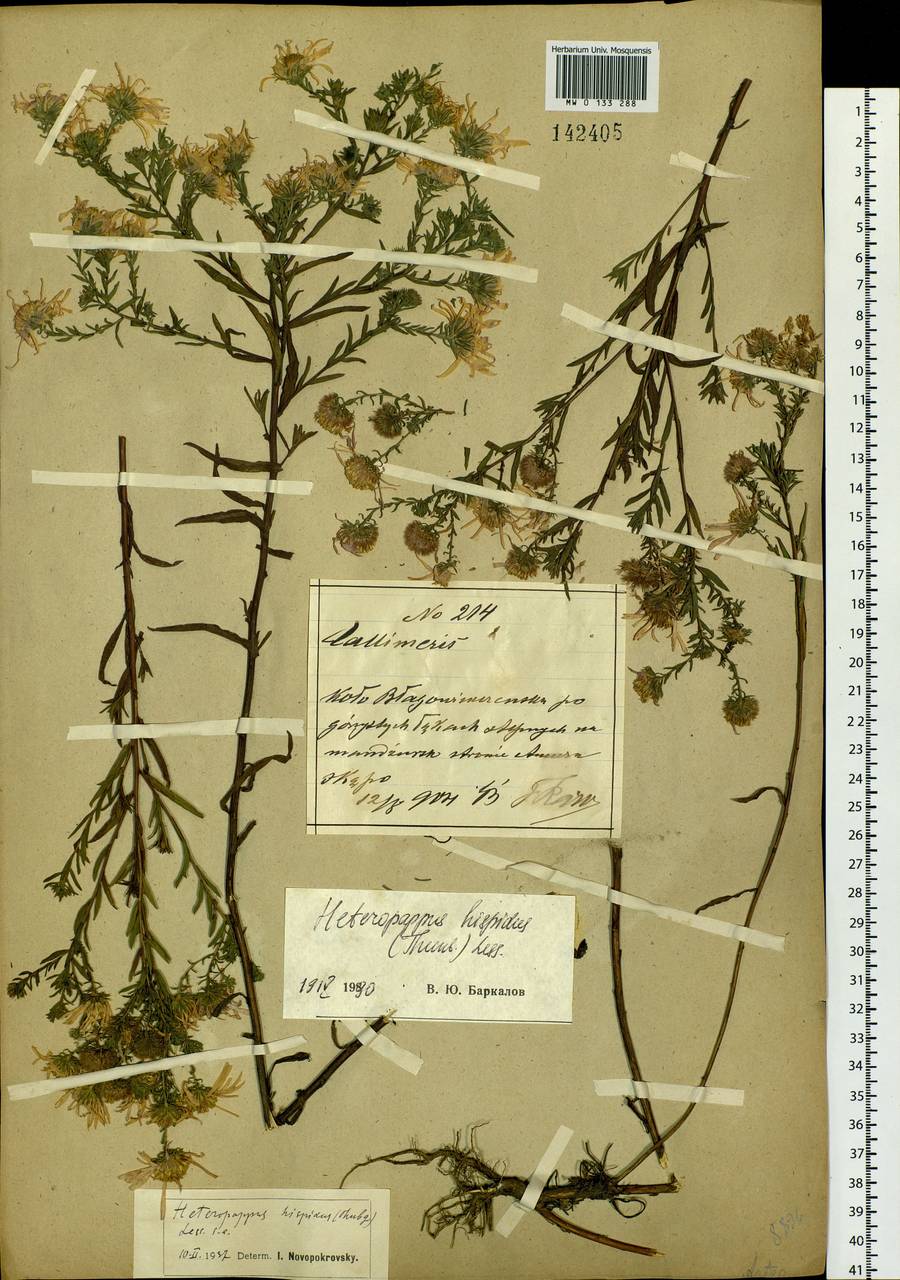 Aster hispidus Thunb., Siberia, Russian Far East (S6) (Russia)