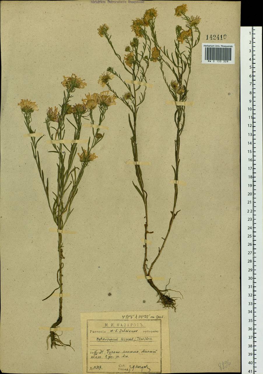 Heteropappus hispidus (Thunb.) Less., Siberia, Baikal & Transbaikal region (S4) (Russia)