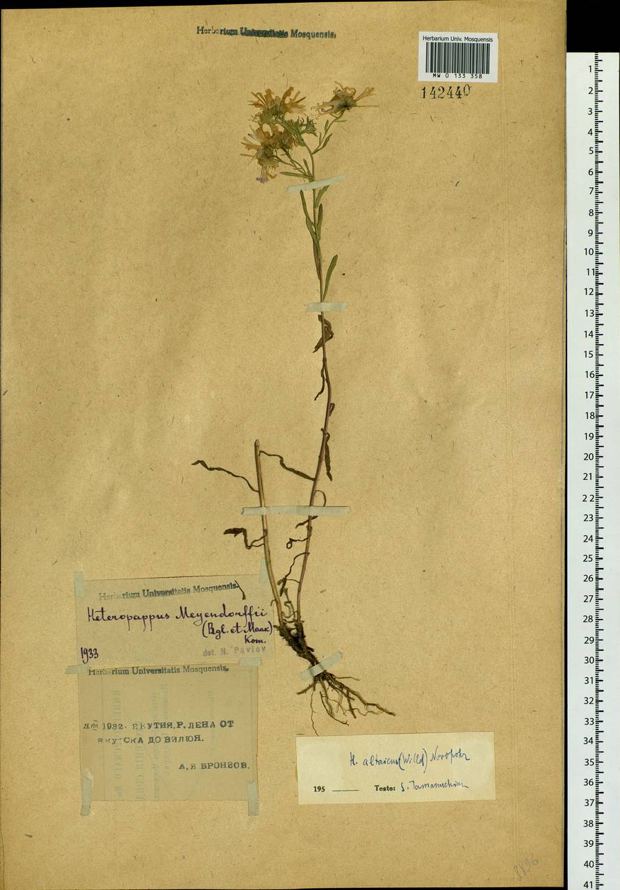 Heteropappus altaicus (Willd.) Novopokr., Siberia, Yakutia (S5) (Russia)
