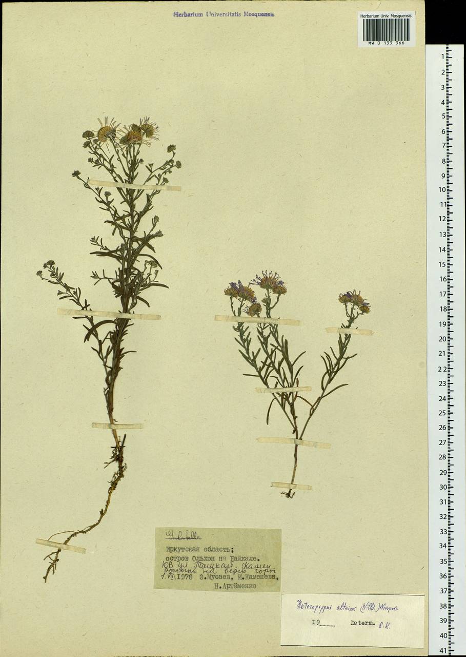 Heteropappus altaicus (Willd.) Novopokr., Siberia, Baikal & Transbaikal region (S4) (Russia)