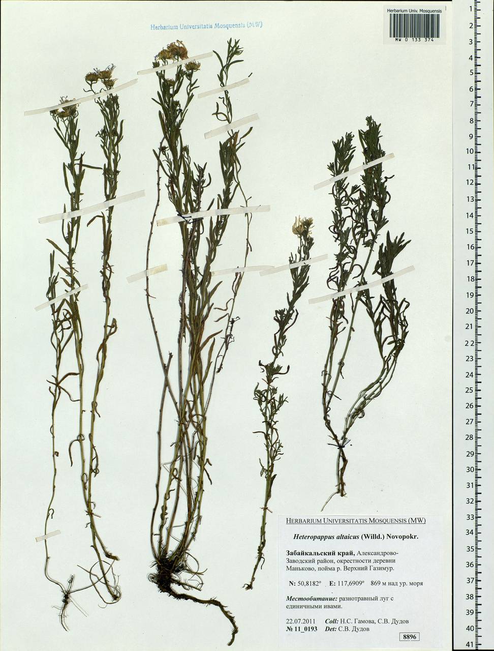 Heteropappus altaicus (Willd.) Novopokr., Siberia, Baikal & Transbaikal region (S4) (Russia)
