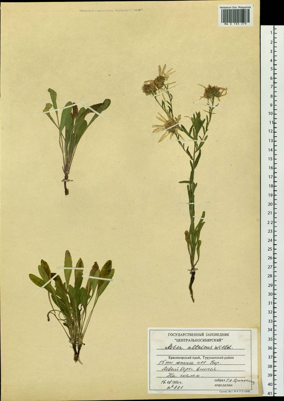 Heteropappus altaicus (Willd.) Novopokr., Siberia, Central Siberia (S3) (Russia)
