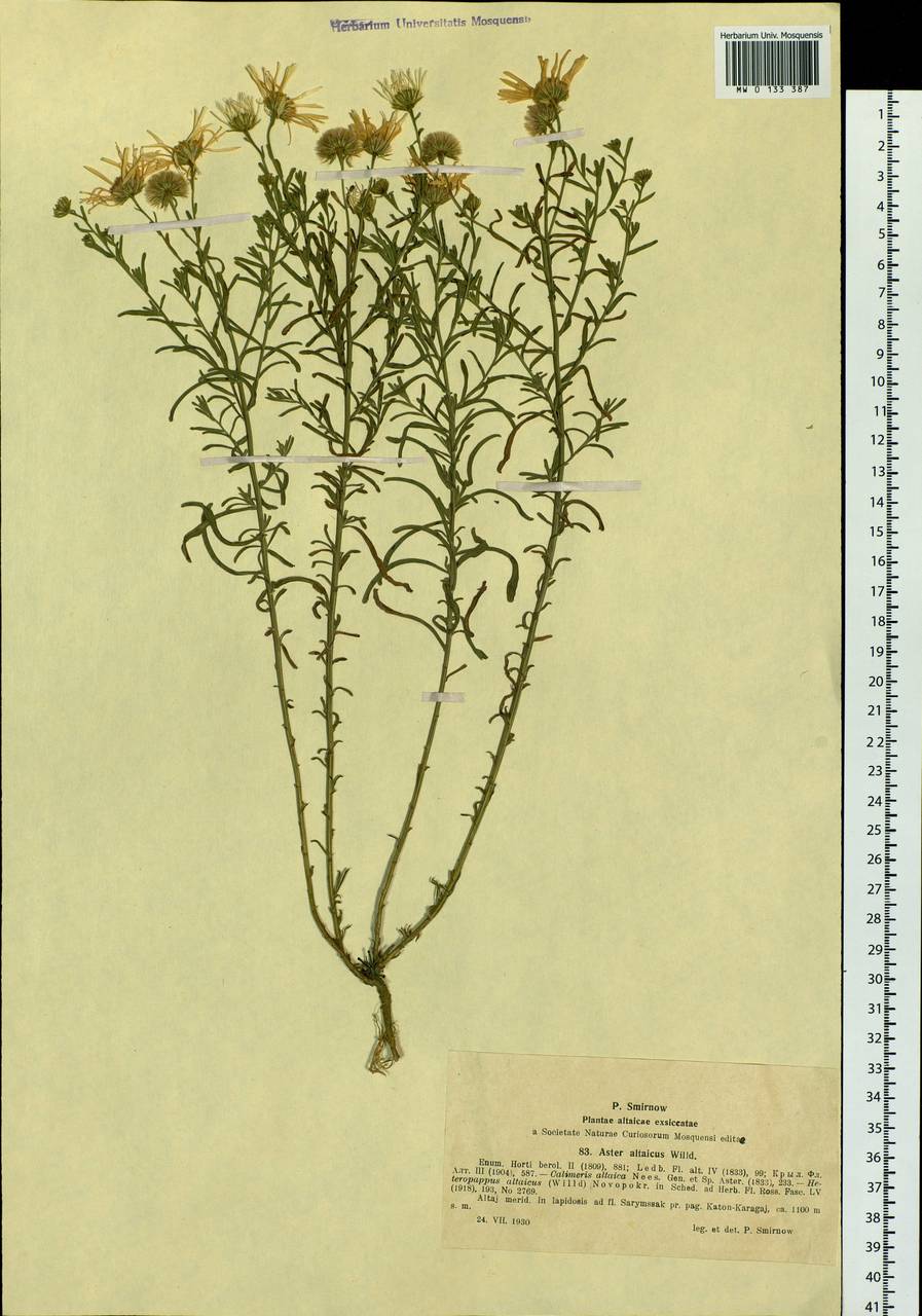 Heteropappus altaicus (Willd.) Novopokr., Siberia, Western (Kazakhstan) Altai Mountains (S2a) (Kazakhstan)