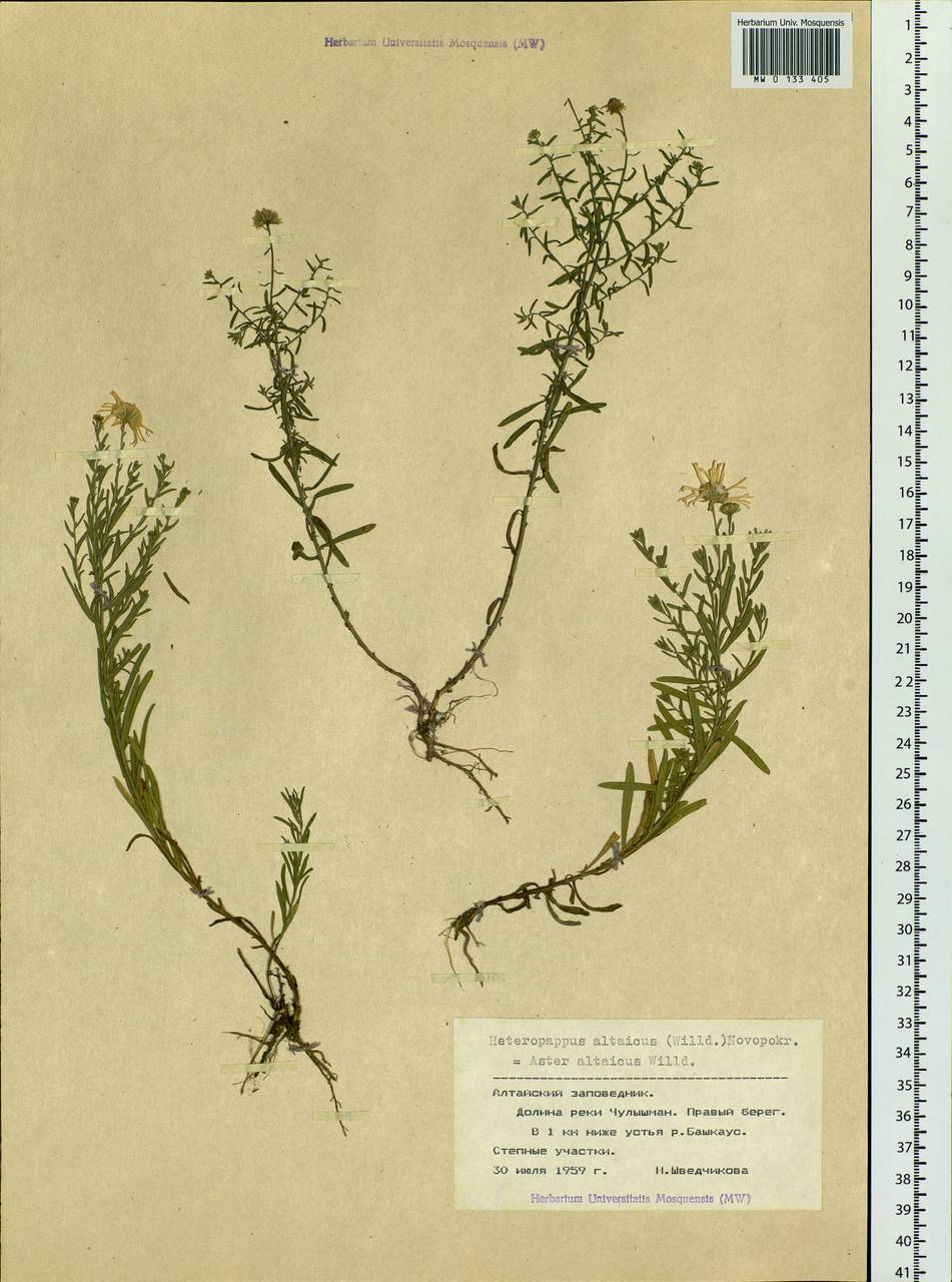 Heteropappus altaicus (Willd.) Novopokr., Siberia, Altai & Sayany Mountains (S2) (Russia)