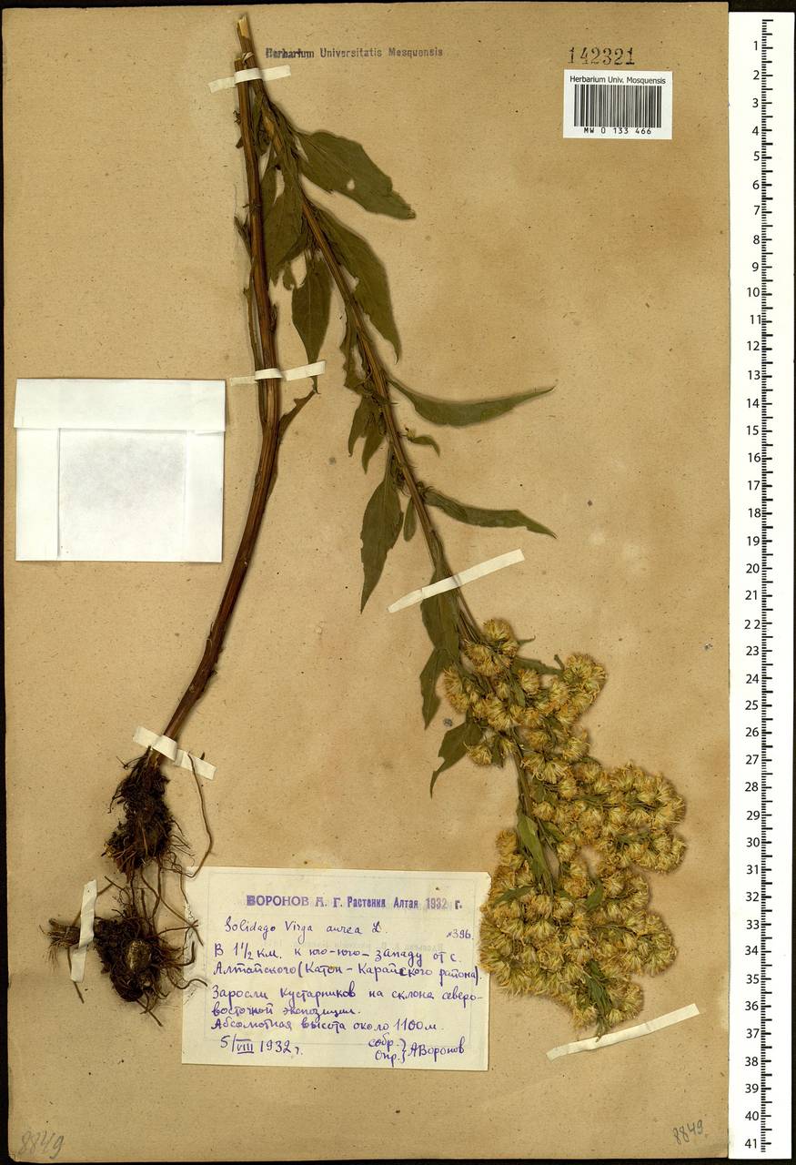 Solidago virgaurea L., Siberia, Western (Kazakhstan) Altai Mountains (S2a) (Kazakhstan)