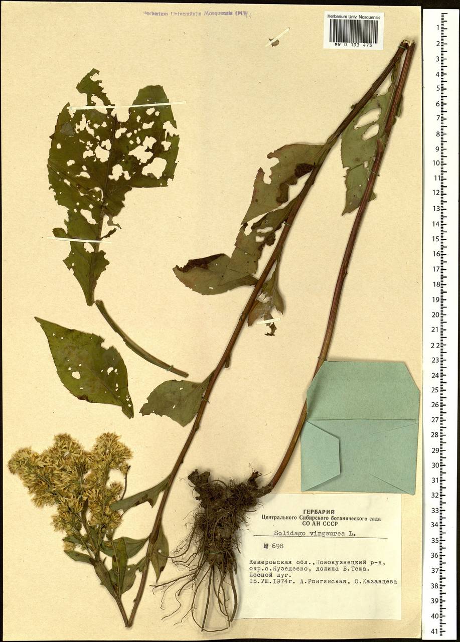 Solidago virgaurea L., Siberia, Altai & Sayany Mountains (S2) (Russia)