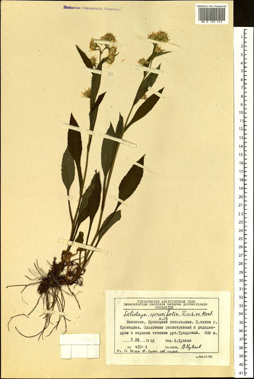Solidago cuprea Juz., Siberia, Chukotka & Kamchatka (S7) (Russia)