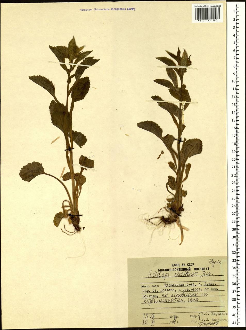 Solidago kurilensis Juz., Siberia, Russian Far East (S6) (Russia)