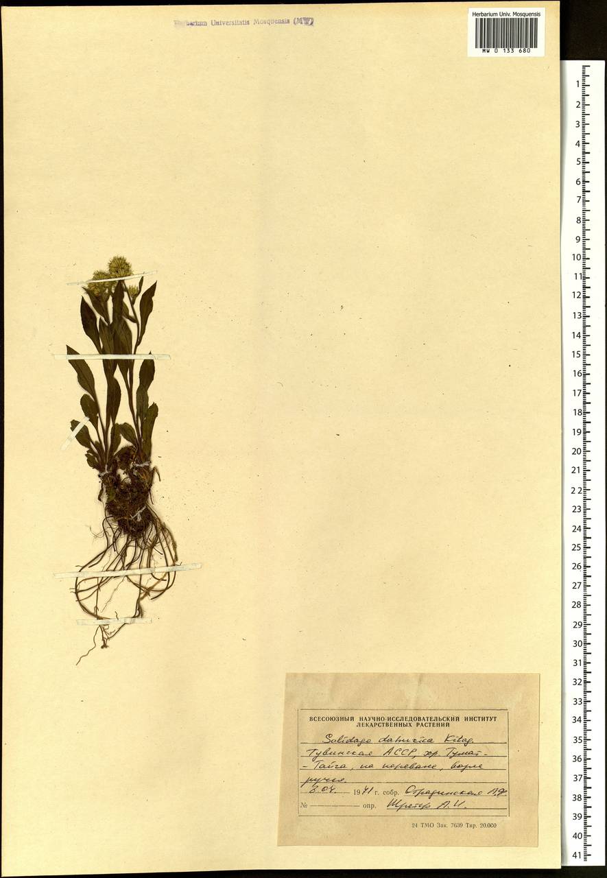 Solidago dahurica (Kitag.) Kitag. ex Juz., Siberia, Altai & Sayany Mountains (S2) (Russia)