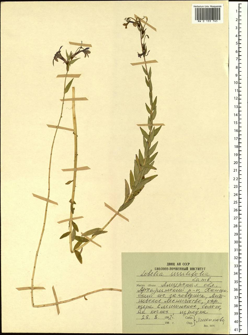 Lobelia sessilifolia Lamb., Siberia, Russian Far East (S6) (Russia)