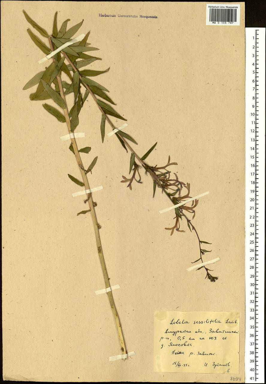 Lobelia sessilifolia Lamb., Siberia, Russian Far East (S6) (Russia)