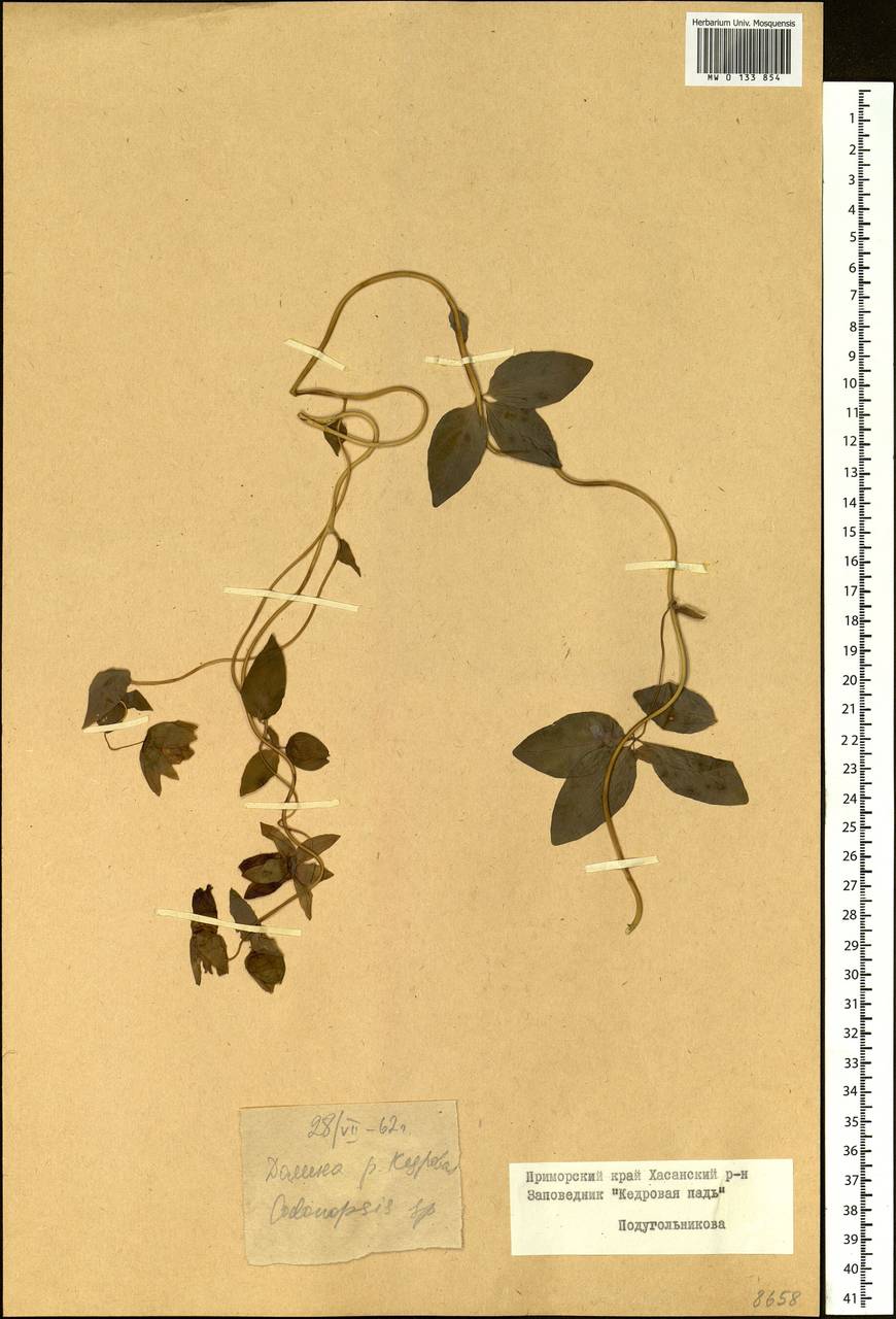 Codonopsis ussuriensis (Rupr. & Maxim.) Hemsl., Siberia, Russian Far East (S6) (Russia)