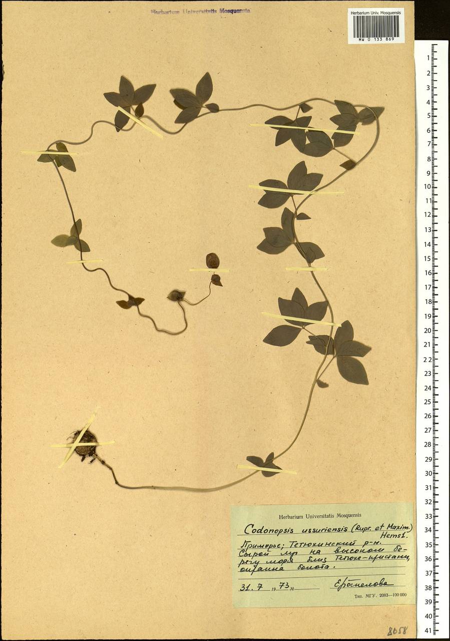 Codonopsis ussuriensis (Rupr. & Maxim.) Hemsl., Siberia, Russian Far East (S6) (Russia)