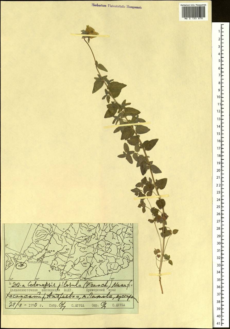 Codonopsis pilosula (Franch.) Nannf., Siberia, Russian Far East (S6) (Russia)