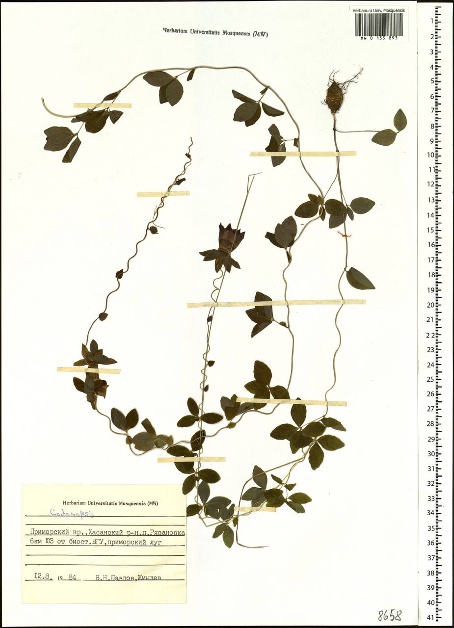 Codonopsis, Siberia, Russian Far East (S6) (Russia)