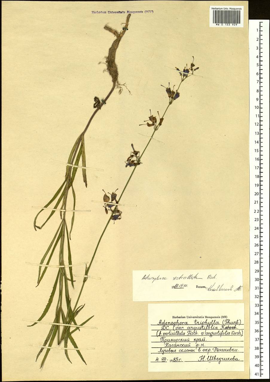 Adenophora triphylla (Thunb.) A.DC., Siberia, Russian Far East (S6) (Russia)