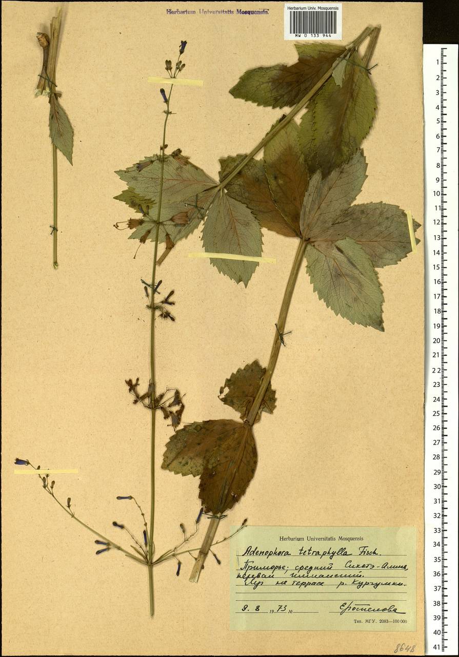 Adenophora triphylla (Thunb.) A.DC., Siberia, Russian Far East (S6) (Russia)