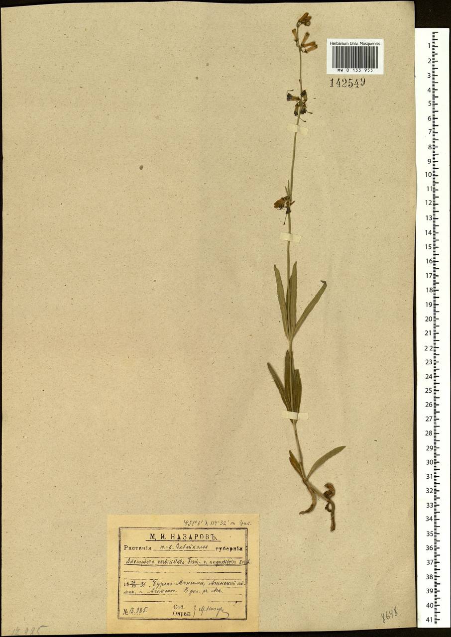 Adenophora triphylla (Thunb.) A.DC., Siberia, Baikal & Transbaikal region (S4) (Russia)