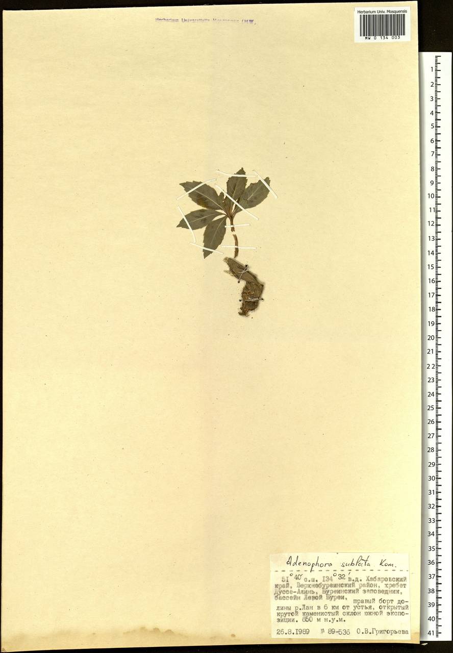 Adenophora sublata Kom., Siberia, Russian Far East (S6) (Russia)