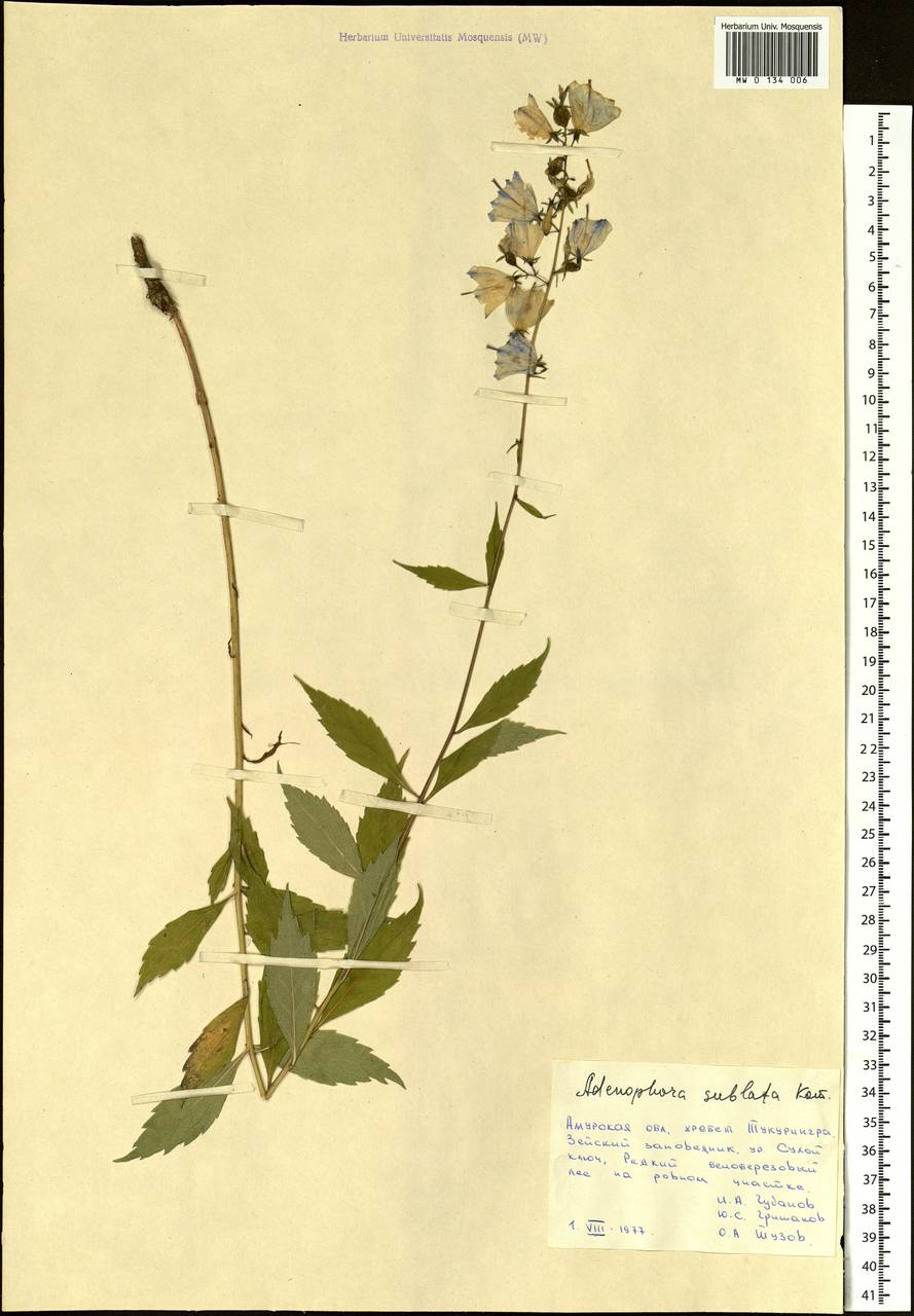 Adenophora sublata Kom., Siberia, Russian Far East (S6) (Russia)