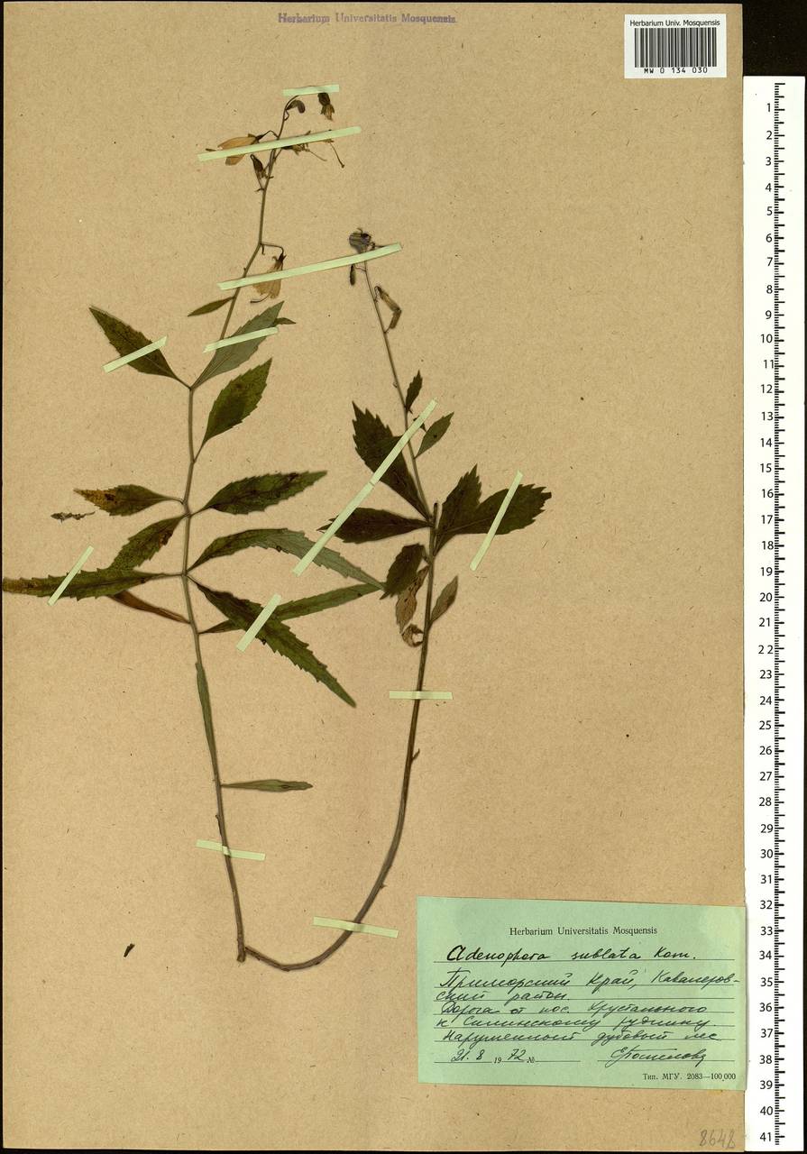 Adenophora sublata Kom., Siberia, Russian Far East (S6) (Russia)