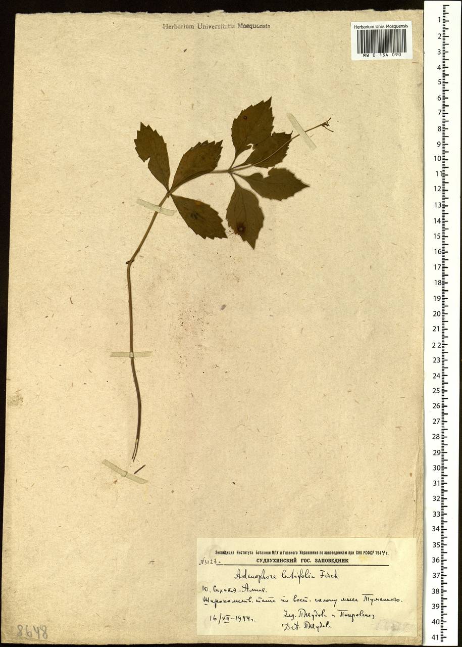 Adenophora pereskiifolia (Fisch. ex Schult.) G.Don, Siberia, Russian Far East (S6) (Russia)
