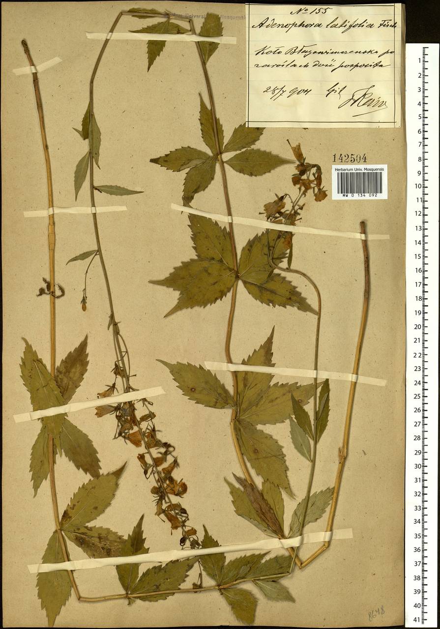 Adenophora pereskiifolia (Fisch. ex Schult.) G.Don, Siberia, Russian Far East (S6) (Russia)