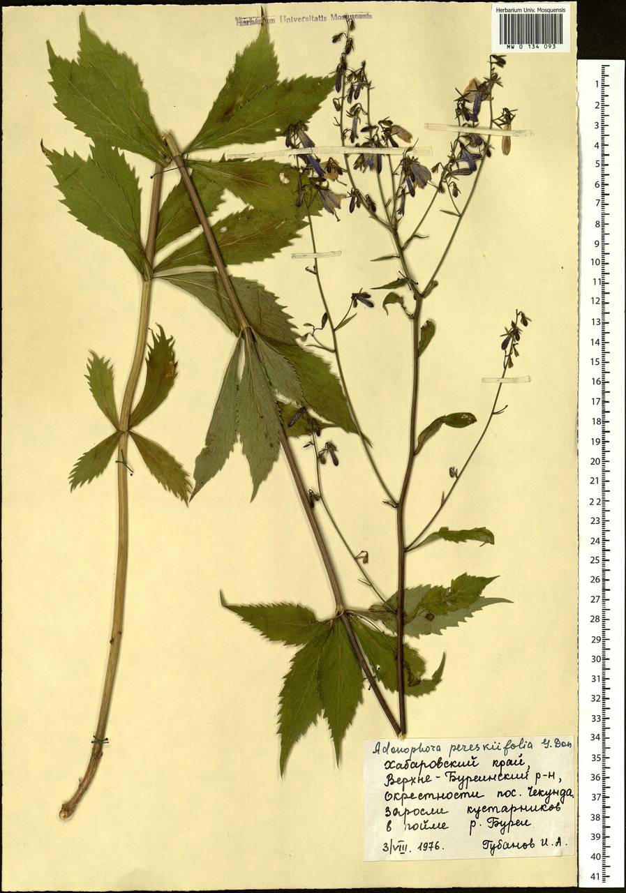 Adenophora pereskiifolia (Fisch. ex Schult.) G.Don, Siberia, Russian Far East (S6) (Russia)