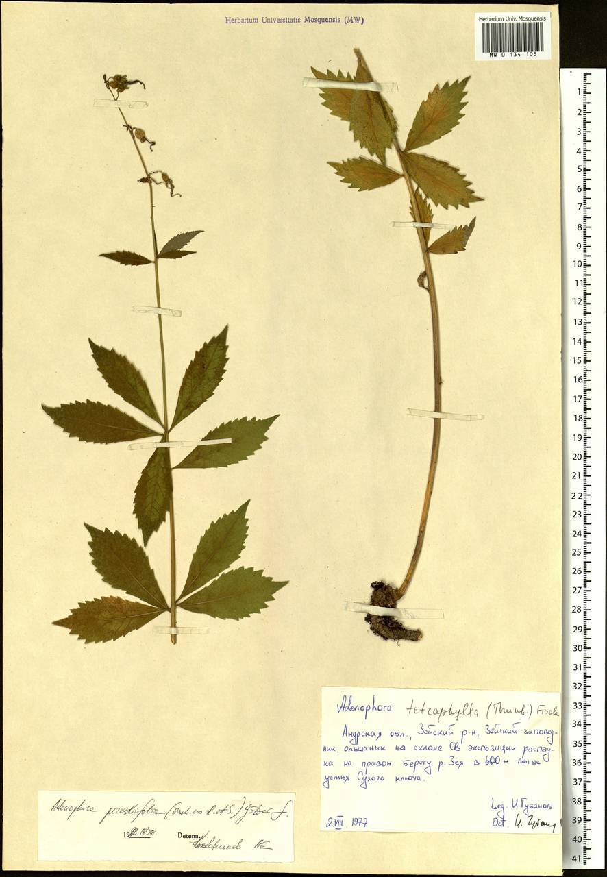 Adenophora pereskiifolia (Fisch. ex Schult.) G.Don, Siberia, Russian Far East (S6) (Russia)