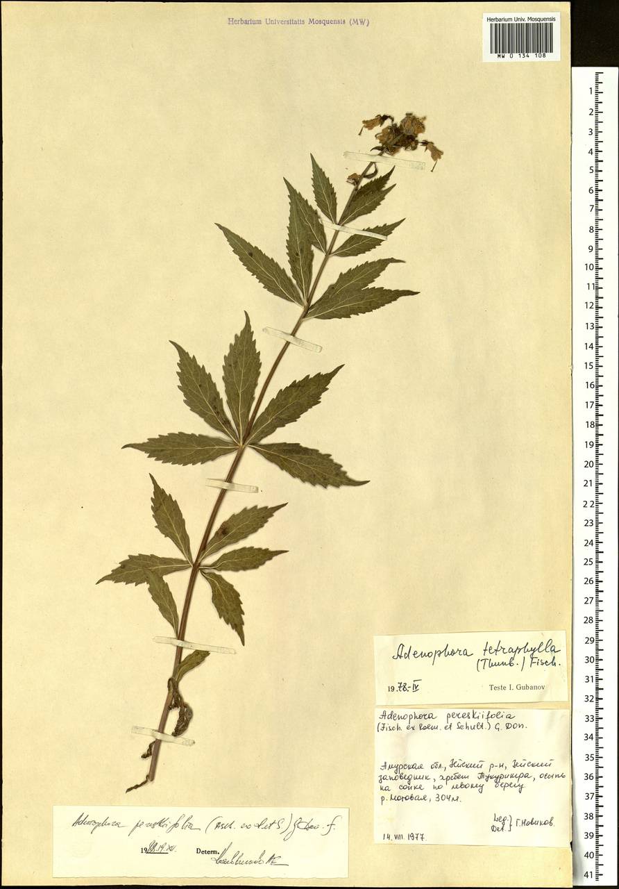 Adenophora pereskiifolia (Fisch. ex Schult.) G.Don, Siberia, Russian Far East (S6) (Russia)