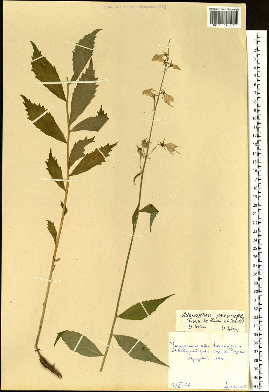 Adenophora pereskiifolia (Fisch. ex Schult.) G.Don, Siberia, Baikal & Transbaikal region (S4) (Russia)