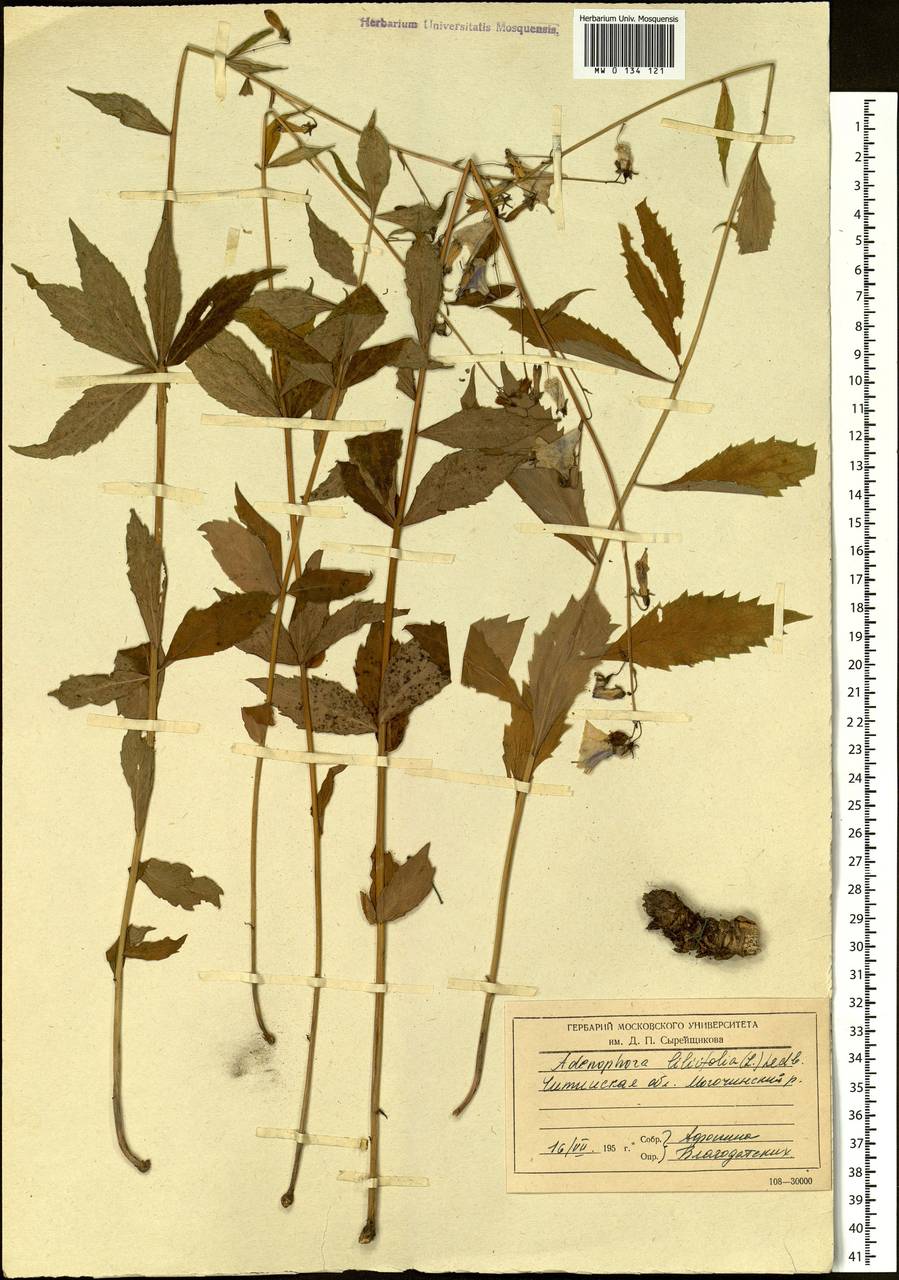 Adenophora liliifolia (L.) A.DC., Siberia, Baikal & Transbaikal region (S4) (Russia)