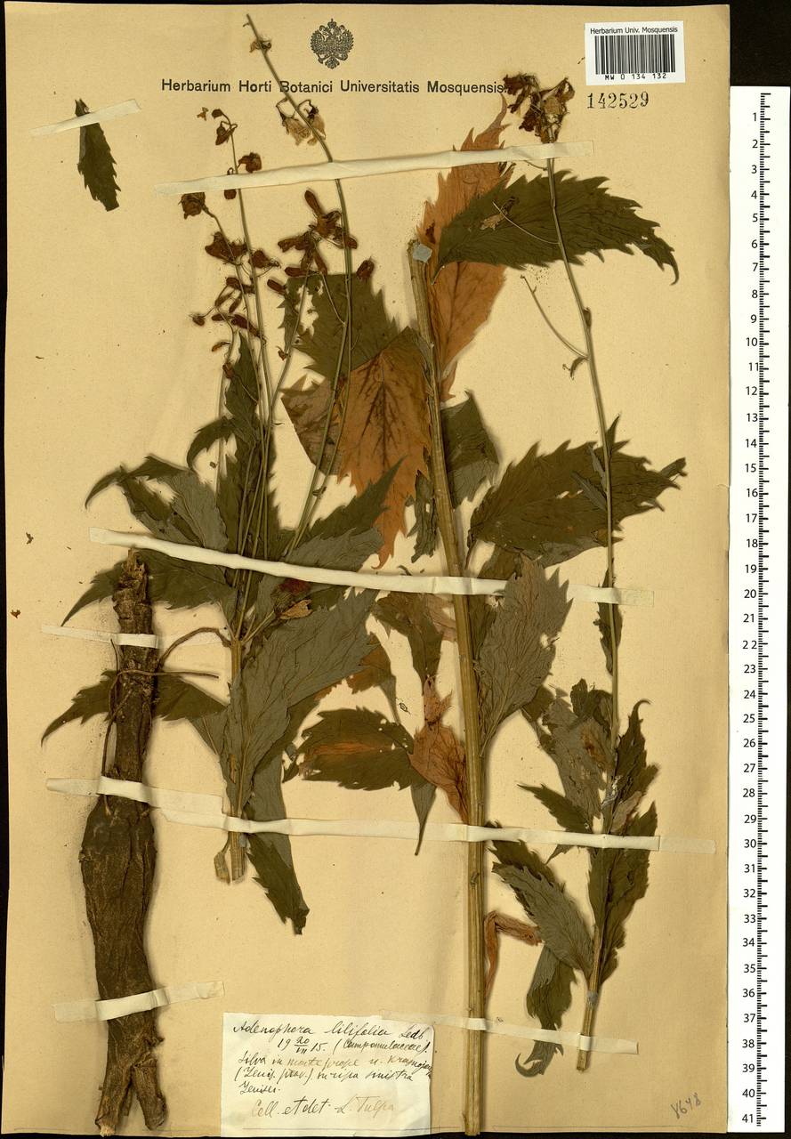 Adenophora liliifolia (L.) A.DC., Siberia, Central Siberia (S3) (Russia)