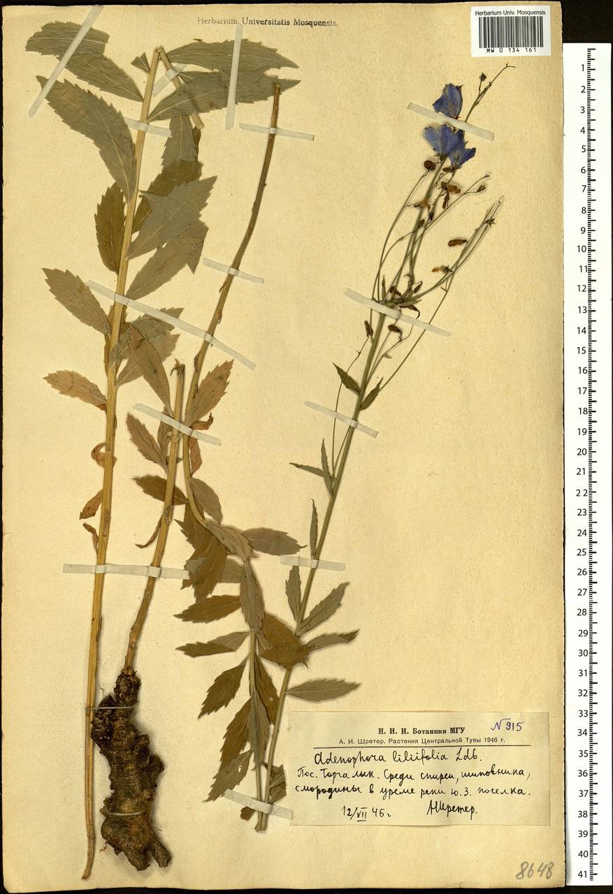 Adenophora liliifolia (L.) A.DC., Siberia, Altai & Sayany Mountains (S2) (Russia)