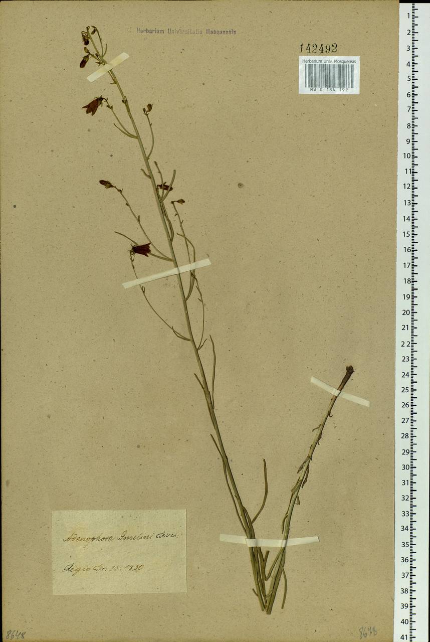 Adenophora gmelinii (Biehler) Fisch., Siberia, Baikal & Transbaikal region (S4) (Russia)