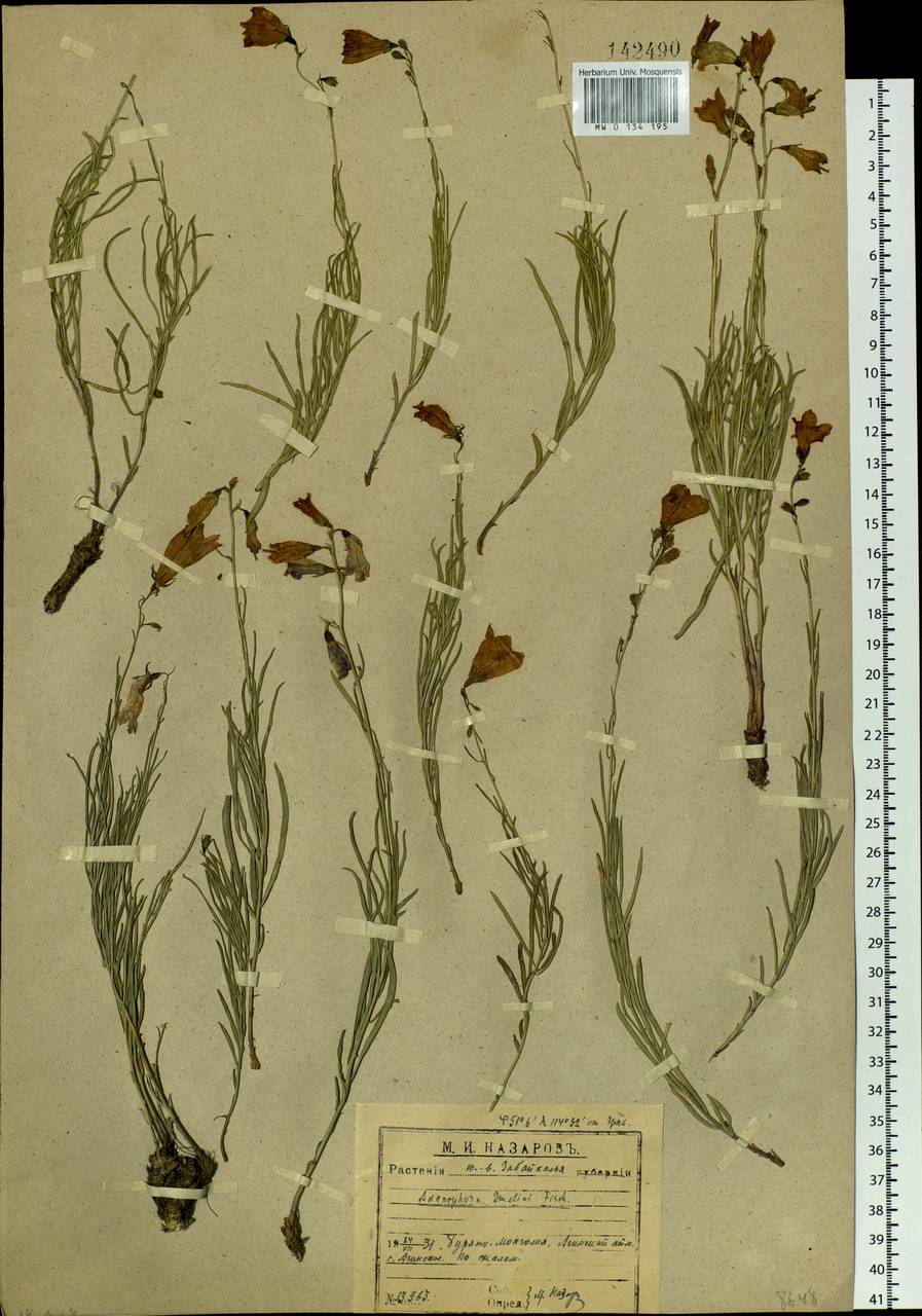 Adenophora gmelinii (Biehler) Fisch., Siberia, Baikal & Transbaikal region (S4) (Russia)