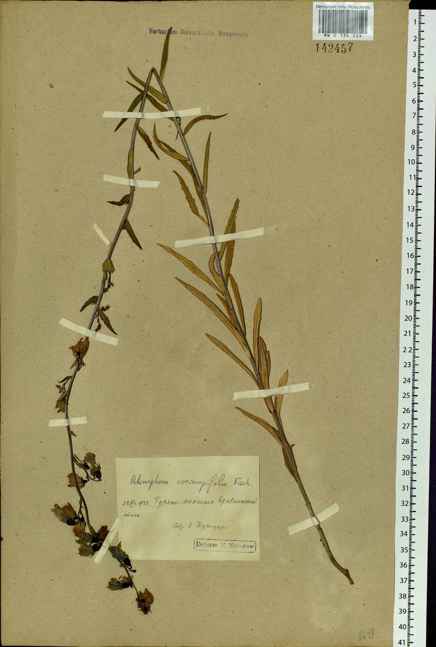 Adenophora gmelinii subsp. gmelinii, Siberia, Baikal & Transbaikal region (S4) (Russia)