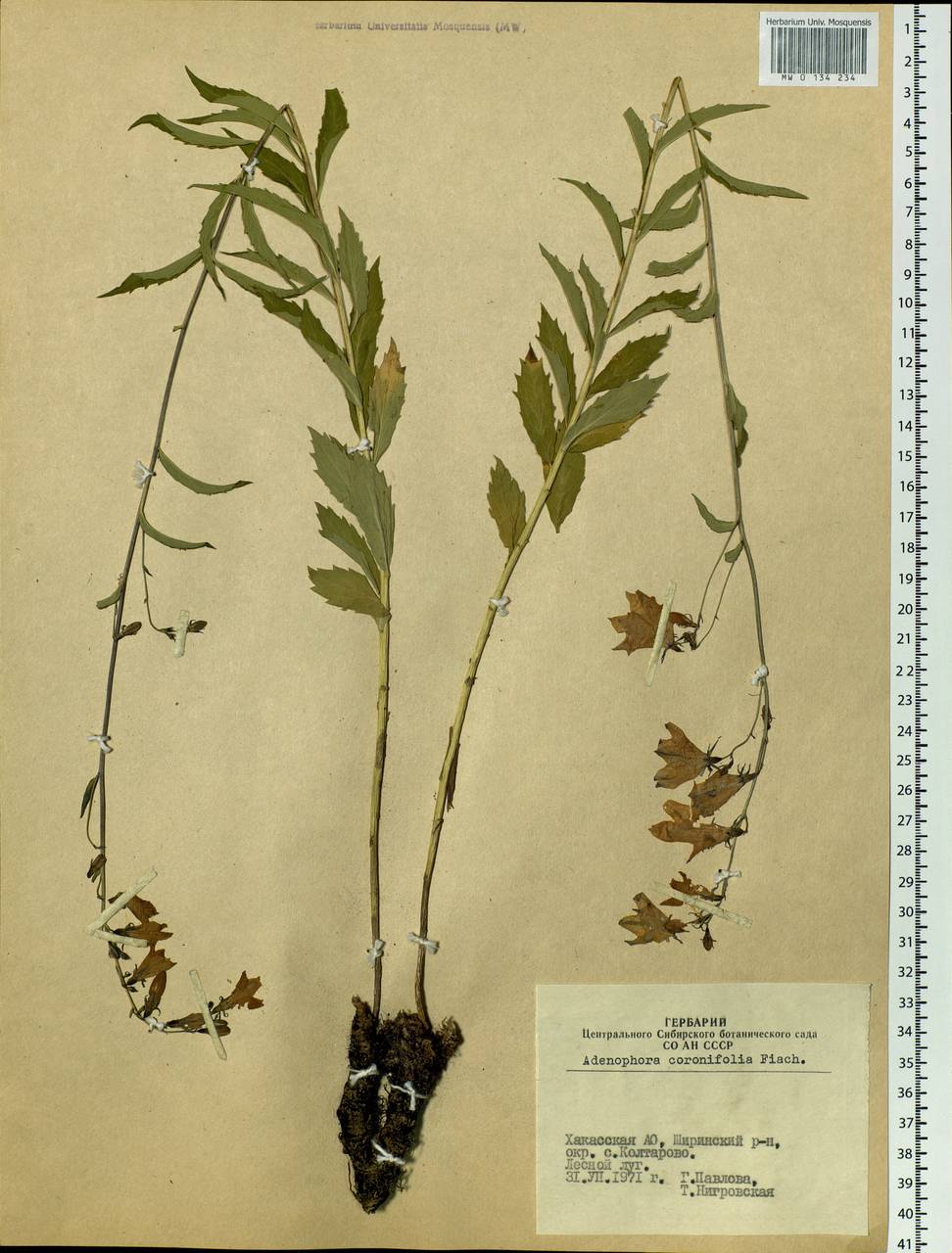 Adenophora gmelinii subsp. gmelinii, Siberia, Altai & Sayany Mountains (S2) (Russia)