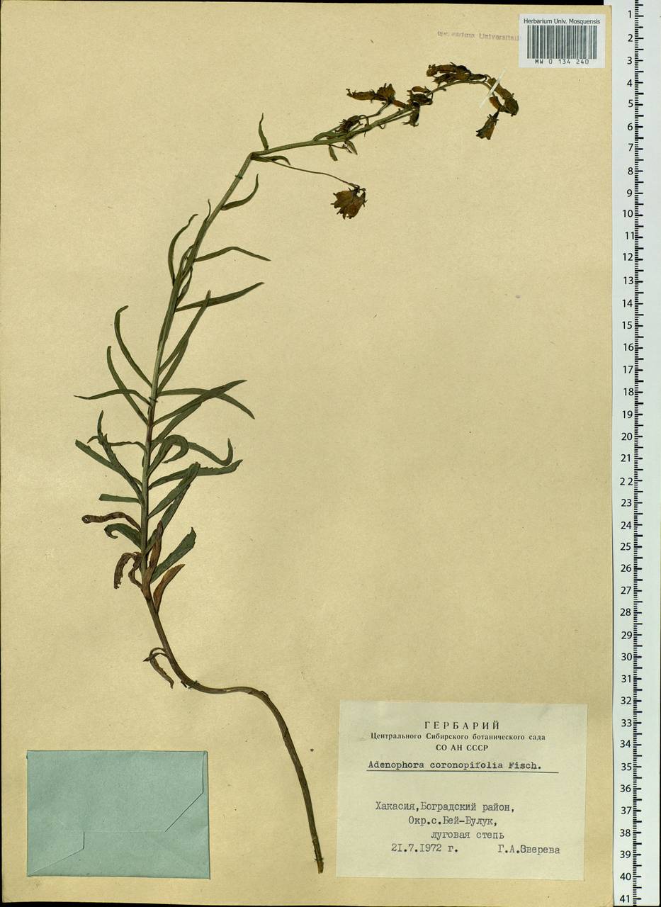 Adenophora gmelinii subsp. gmelinii, Siberia, Altai & Sayany Mountains (S2) (Russia)