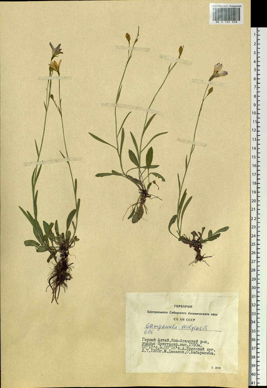 Campanula stevenii subsp. wolgensis (P.A.Smirn.) Fed., Siberia, Altai & Sayany Mountains (S2) (Russia)