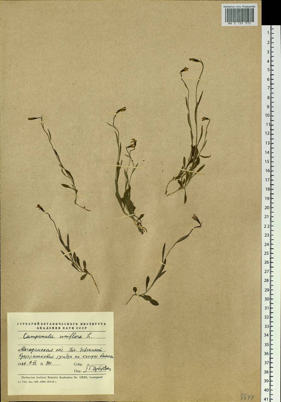 Melanocalyx uniflora (L.) Morin, Siberia, Chukotka & Kamchatka (S7) (Russia)