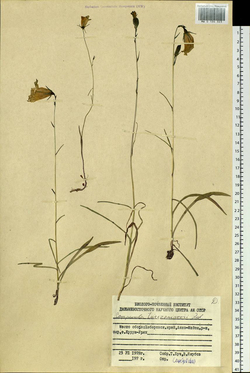 Campanula stevenii subsp. turczaninovii (Fed.) Victorov, Siberia, Russian Far East (S6) (Russia)