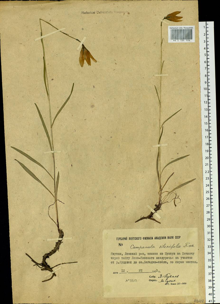 Campanula stevenii subsp. turczaninovii (Fed.) Victorov, Siberia, Yakutia (S5) (Russia)
