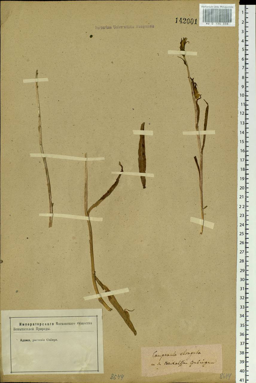 Campanula stevenii subsp. turczaninovii (Fed.) Victorov, Siberia, Baikal & Transbaikal region (S4) (Russia)