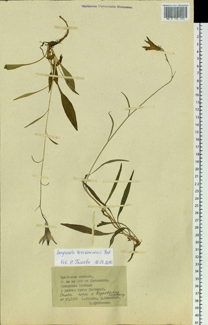Campanula stevenii subsp. turczaninovii (Fed.) Victorov, Siberia, Baikal & Transbaikal region (S4) (Russia)