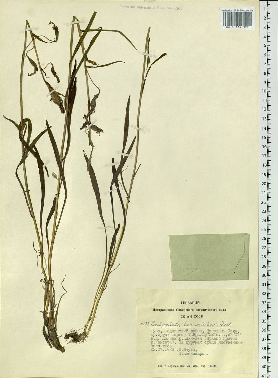 Campanula stevenii subsp. turczaninovii (Fed.) Victorov, Siberia, Altai & Sayany Mountains (S2) (Russia)